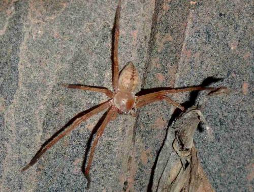 Olios sp.